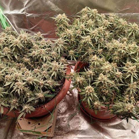 Shogun Rege growlog timeline photo