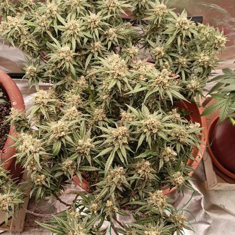 Shogun Rege growlog timeline photo