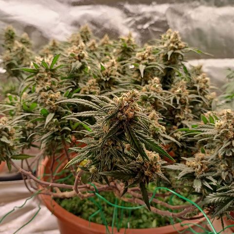 Shogun Rege growlog timeline photo