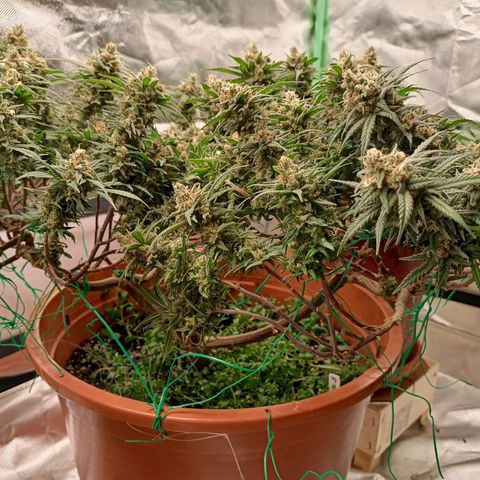 Shogun Rege growlog timeline photo