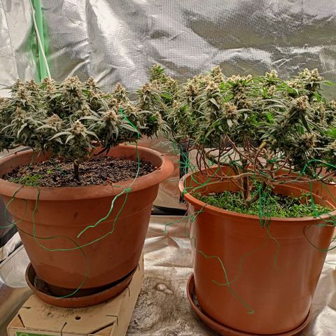 Shogun Rege growlog timeline photo