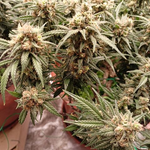 Shogun Rege growlog timeline photo