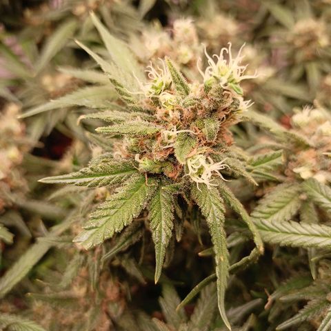 Shogun Rege growlog timeline photo