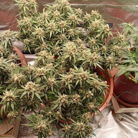 Shogun Rege growlog timeline photo