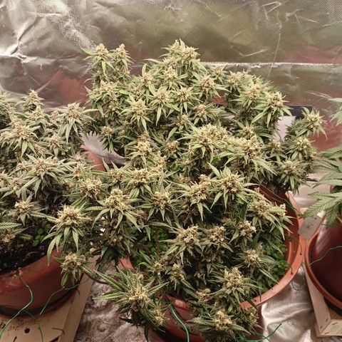 Shogun Rege growlog timeline photo