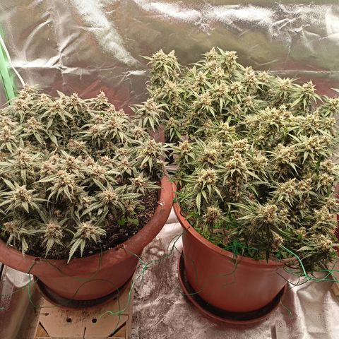 Shogun Rege growlog timeline photo