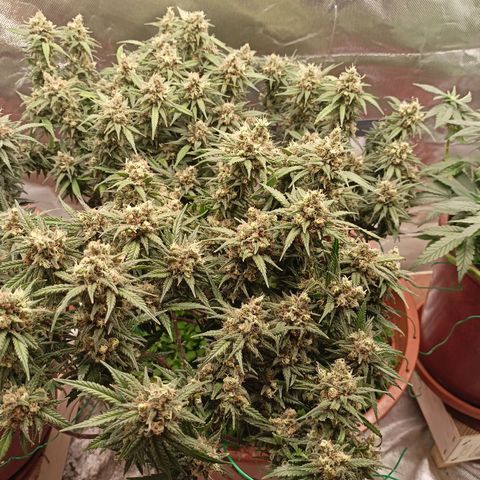 Shogun Rege growlog timeline photo