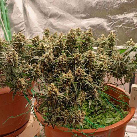 Shogun Rege growlog timeline photo