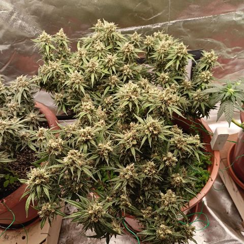 Shogun Rege growlog timeline photo