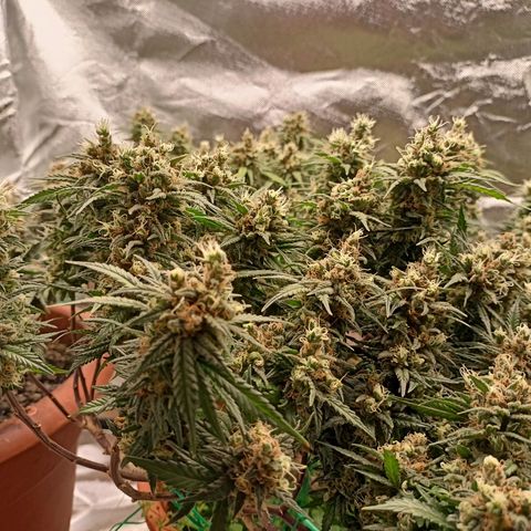 Shogun Rege growlog timeline photo