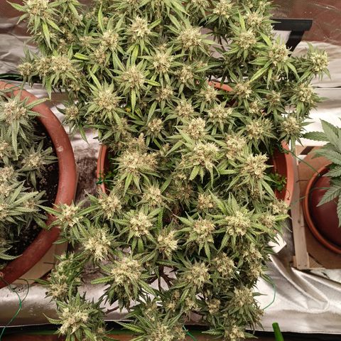 Shogun Rege growlog timeline photo