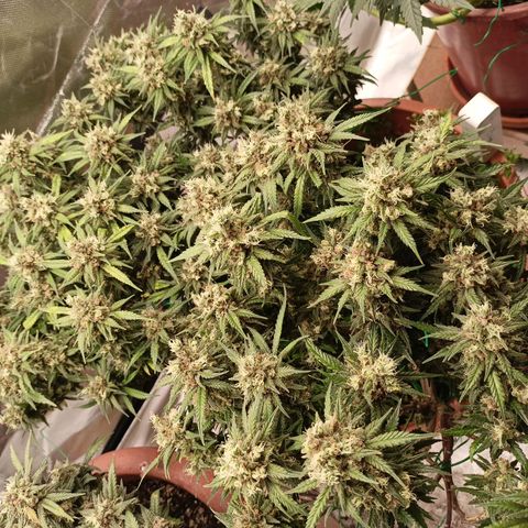 Shogun Rege growlog timeline photo