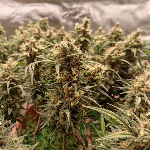 Shogun Rege growlog timeline photo