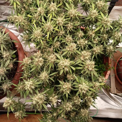Shogun Rege growlog timeline photo