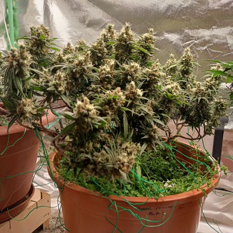 Shogun Rege growlog timeline photo