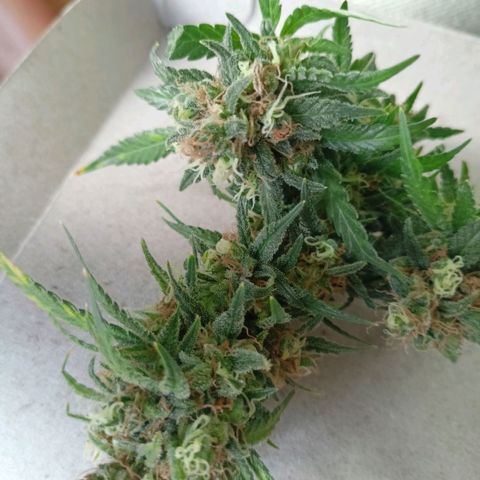 Shogun Rege growlog photo: Foxtails?