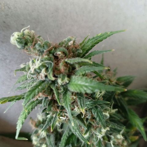 Shogun Rege growlog photo: Foxtails?