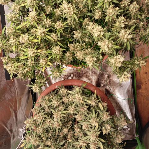 Shogun Rege growlog timeline photo