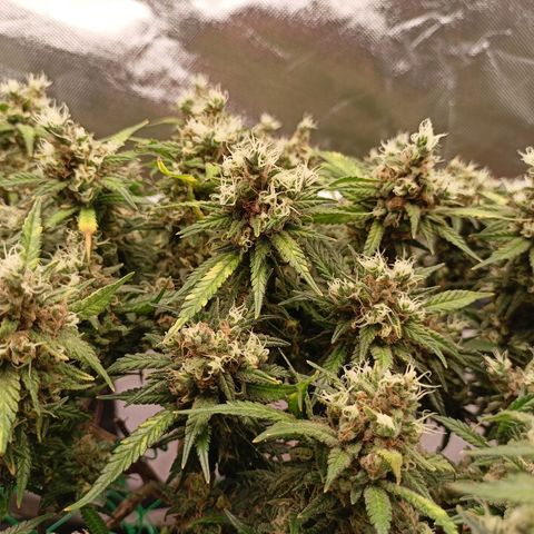 Shogun Rege growlog timeline photo