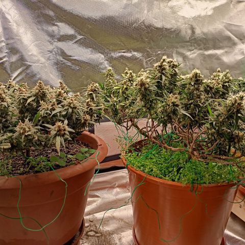 Shogun Rege growlog timeline photo