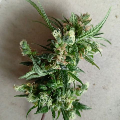 Shogun Rege growlog timeline photo