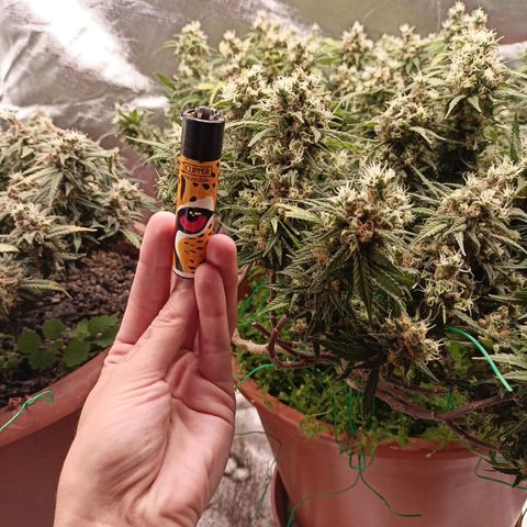 Shogun Rege growlog timeline photo