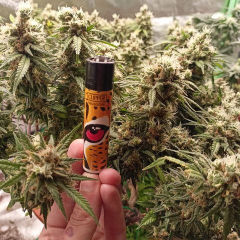 Shogun Rege growlog timeline photo