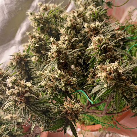 Shogun Rege growlog timeline photo