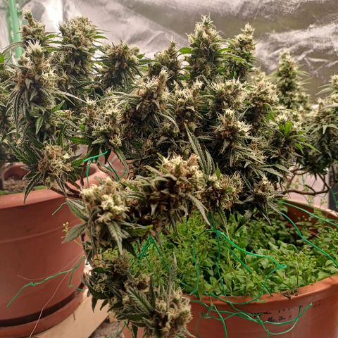 Shogun Rege growlog timeline photo