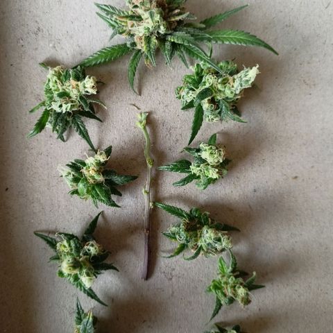 Shogun Rege growlog timeline photo