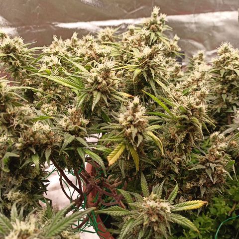 Shogun Rege growlog timeline photo