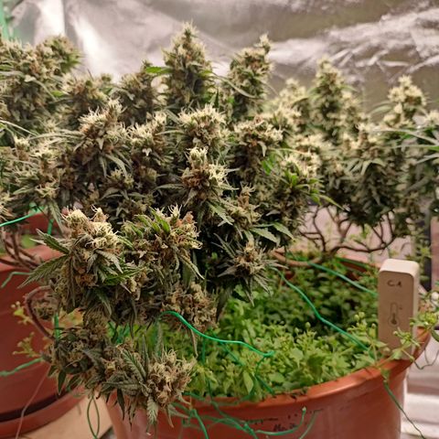 Shogun Rege growlog timeline photo