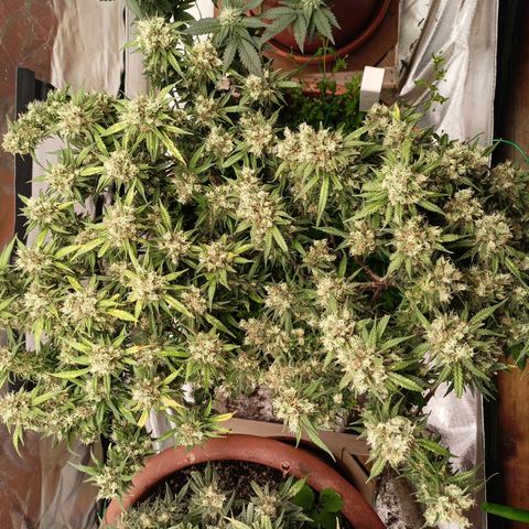 Shogun Rege growlog timeline photo