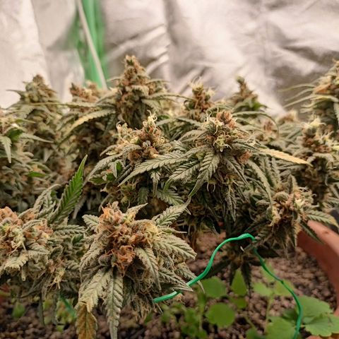 Shogun Rege growlog timeline photo