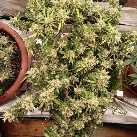 Shogun Rege growlog timeline photo