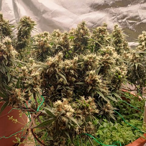 Shogun Rege growlog timeline photo