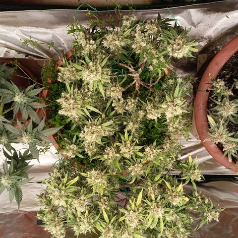 Shogun Rege growlog timeline photo