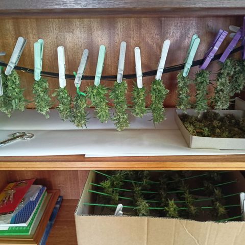 Shogun Rege growlog timeline photo