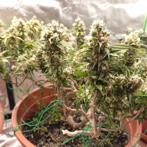Shogun Rege growlog timeline photo