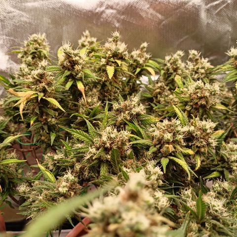 Shogun Rege growlog timeline photo