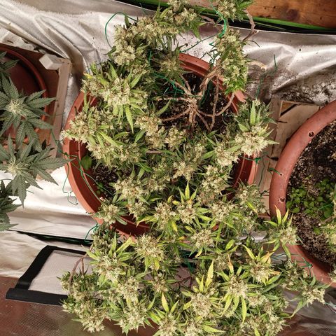 Shogun Rege growlog timeline photo