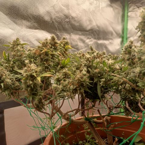 Shogun Rege growlog timeline photo