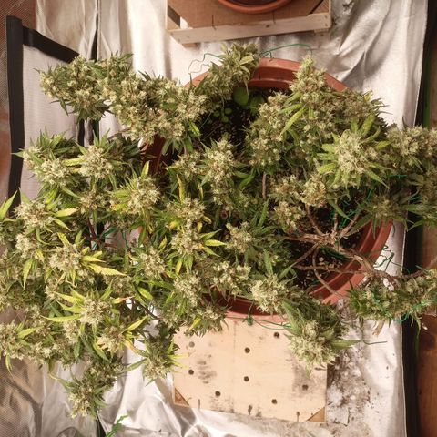 Shogun Rege growlog timeline photo