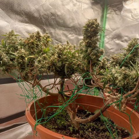 Shogun Rege growlog timeline photo