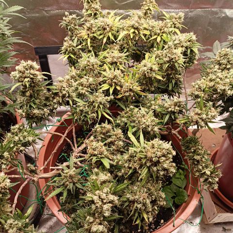 Shogun Rege growlog photo: 72h dunkel bis so 11.8 14:00