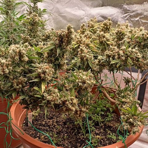 Shogun Rege growlog photo: 72h dunkel bis so 11.8 14:00