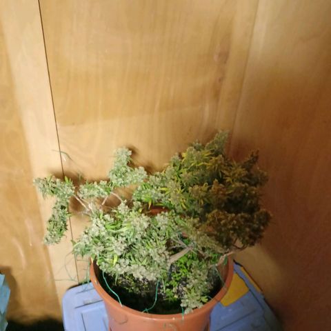 Shogun Rege growlog photo: 72h dunkel bis so 11.8 14:00