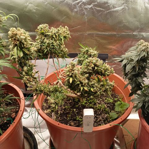 Shogun Rege growlog timeline photo
