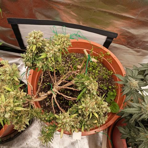 Shogun Rege growlog timeline photo