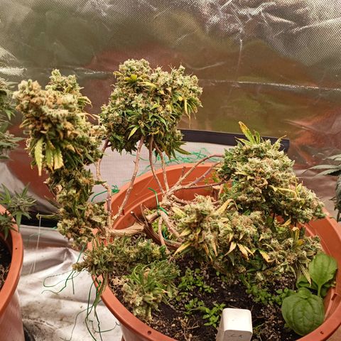 Shogun Rege growlog timeline photo